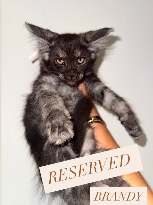 Maine Coon kittens for sale in Sheffield, South Yorkshire – 10 weeks old