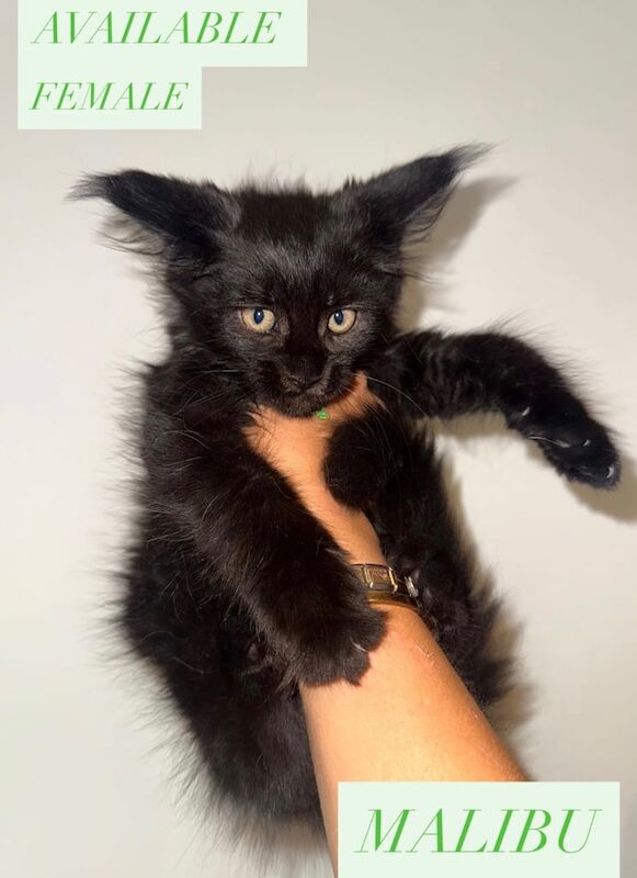 Maine Coon kittens for sale in Sheffield, South Yorkshire – 10 weeks old - Image 2 of 3
