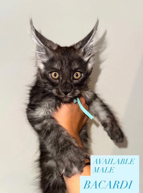 Maine Coon kittens for sale in Sheffield, South Yorkshire – 10 weeks old - Image 3 of 3