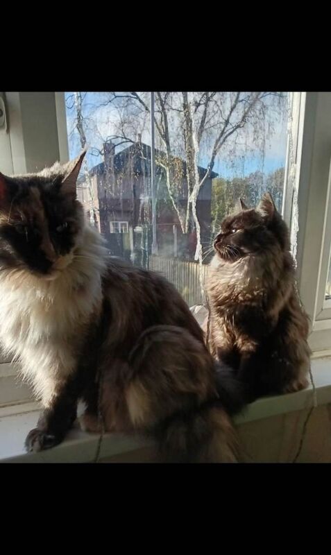 Maine Coon Kittens For Sale