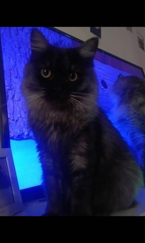 Maine Coon kittens for sale in Gomersal, West Yorkshire – 9 months old - Image 2 of 4