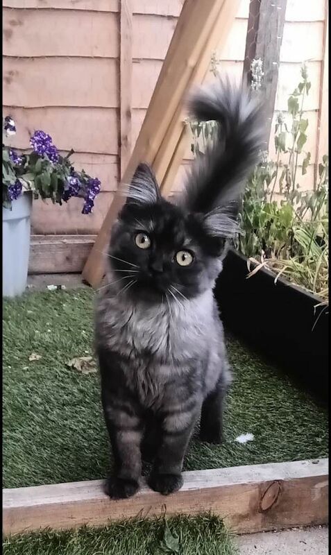 Maine Coon kittens for sale in Gomersal, West Yorkshire – 9 months old - Image 3 of 4