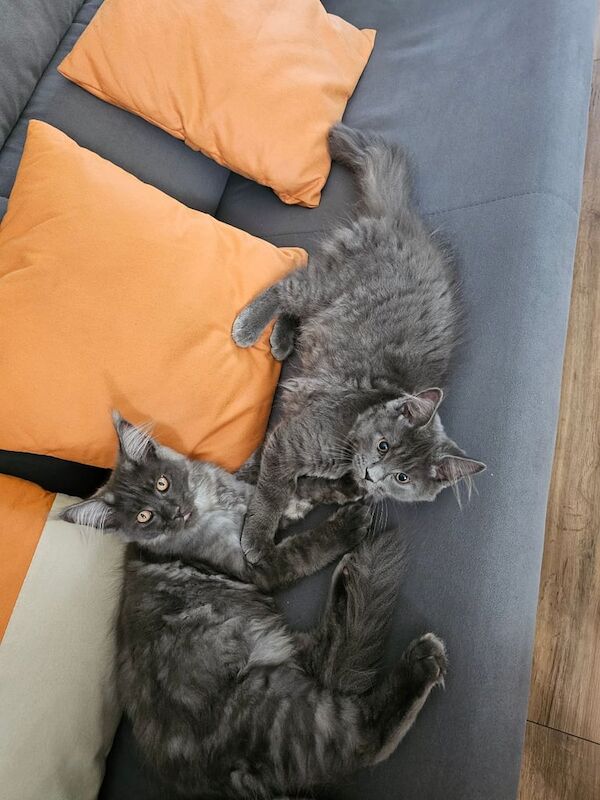 Maine Coon kittens for sale in King's Lynn, Norfolk – 3 months old