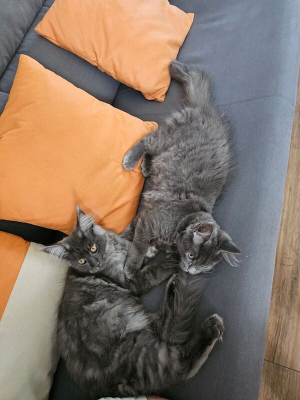 Maine Coon kittens for sale in King's Lynn, Norfolk – 3 months old - Image 2 of 3
