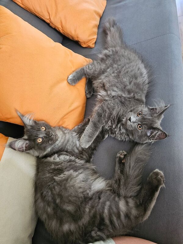 Maine Coon kittens for sale in King's Lynn, Norfolk – 3 months old - Image 3 of 3