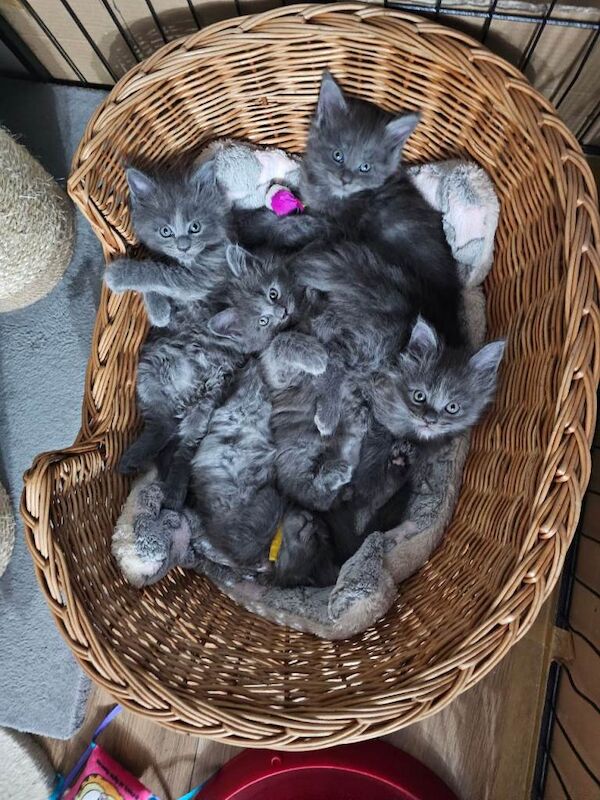 Maine Coon kittens for sale in King's Lynn, Norfolk – 6 weeks old