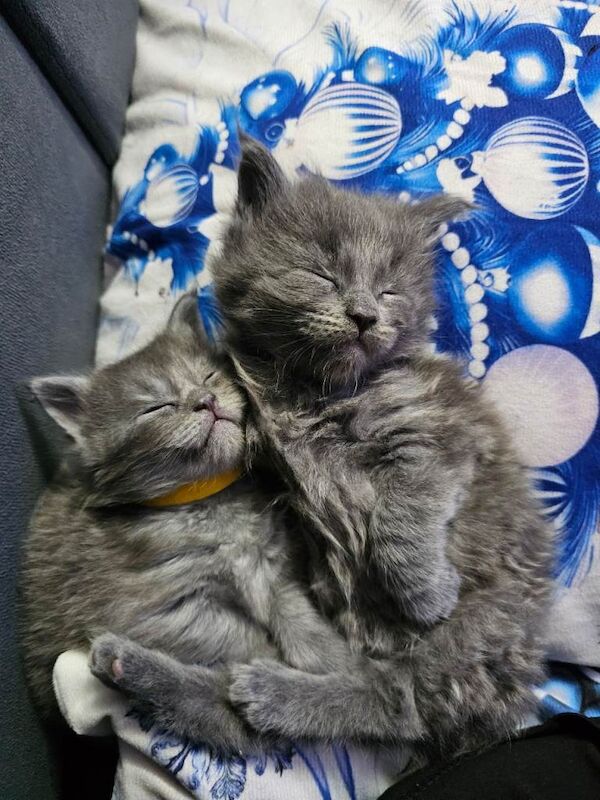 Maine Coon kittens for sale in King's Lynn, Norfolk – 7 weeks old - Image 2 of 3