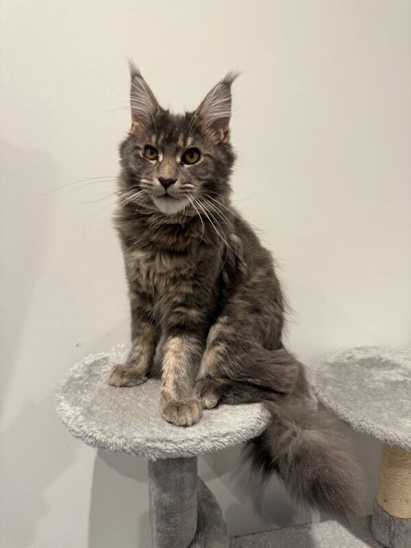 Maine Coon kittens for sale in Southend-on-Sea, Essex – 5 months old