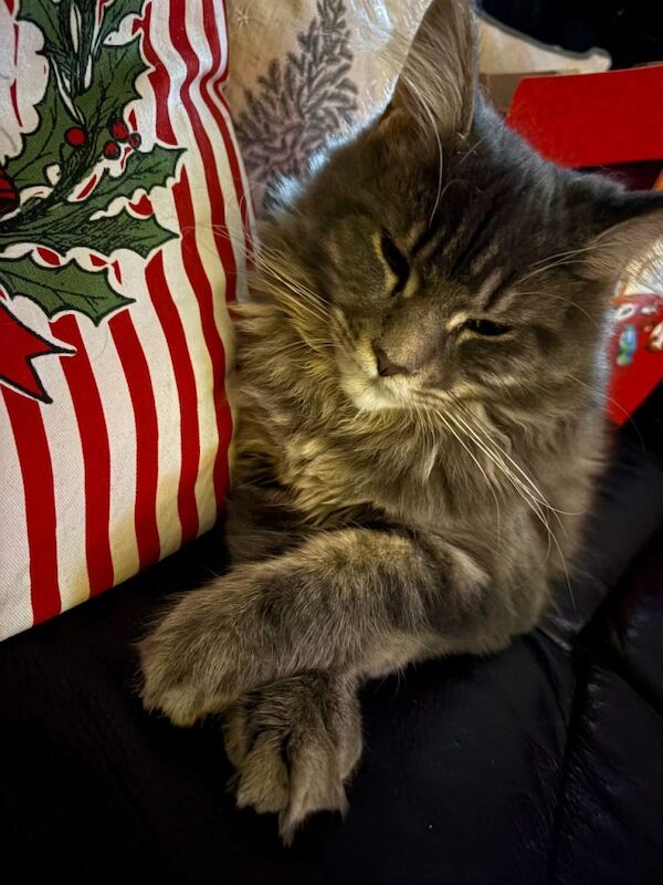 Maine Coon kittens for sale in Southend-on-Sea, Essex – 5 months old - Image 3 of 3