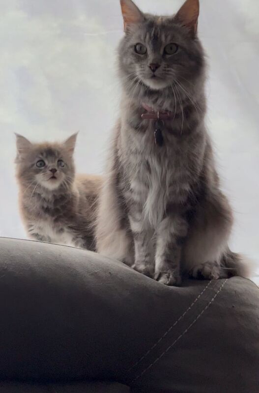 Maine Coon kittens for sale in Colchester, Essex – 7 weeks old