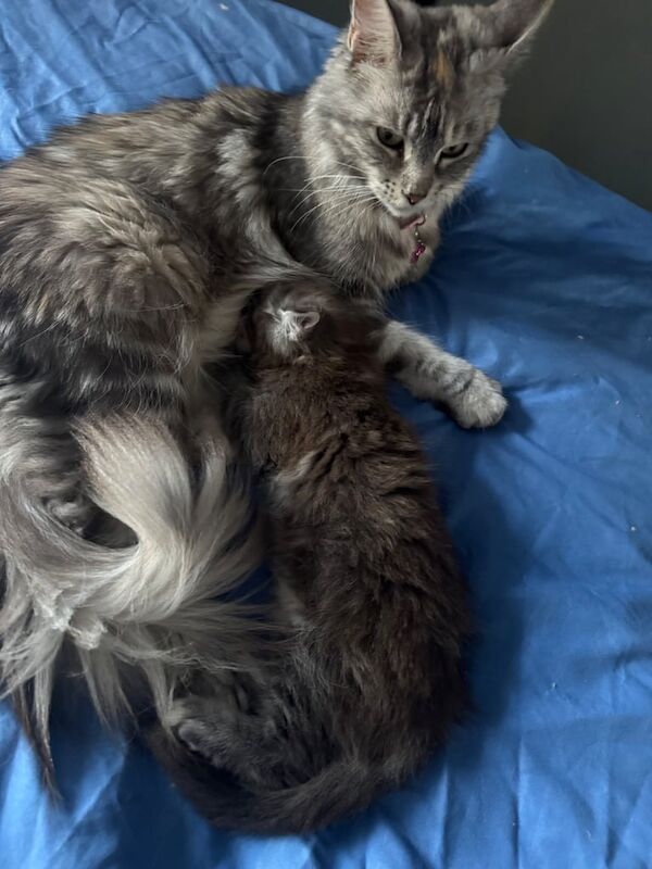 Maine Coon kittens for sale in Colchester, Essex – 7 weeks old - Image 2 of 3