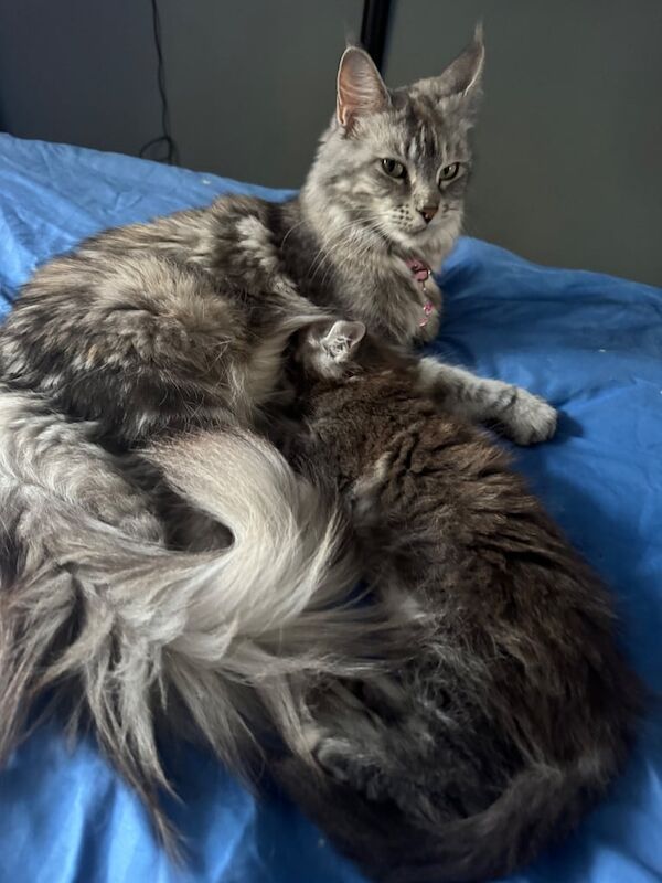 Maine Coon kittens for sale in Colchester, Essex – 7 weeks old - Image 3 of 3