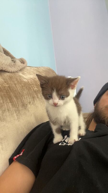 Maine Coon kittens for sale in Waltham Abbey, Essex – 7 weeks old - Image 2 of 3