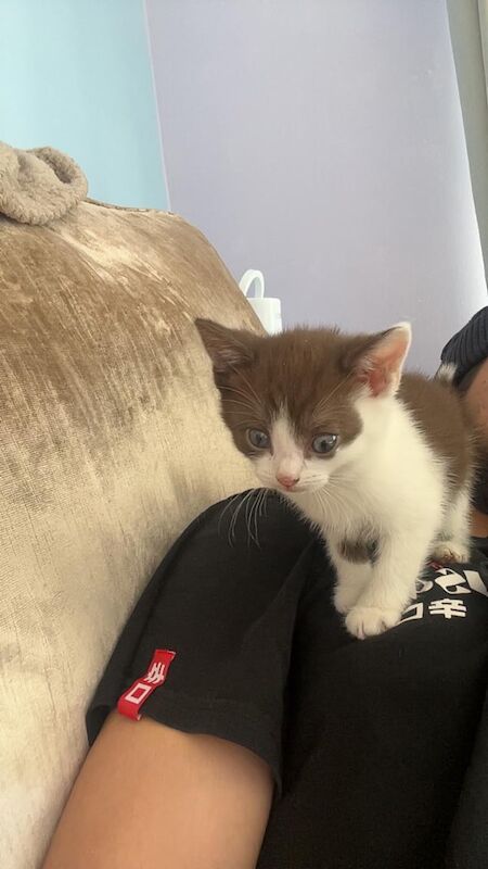 Maine Coon kittens for sale in Waltham Abbey, Essex – 7 weeks old - Image 3 of 3