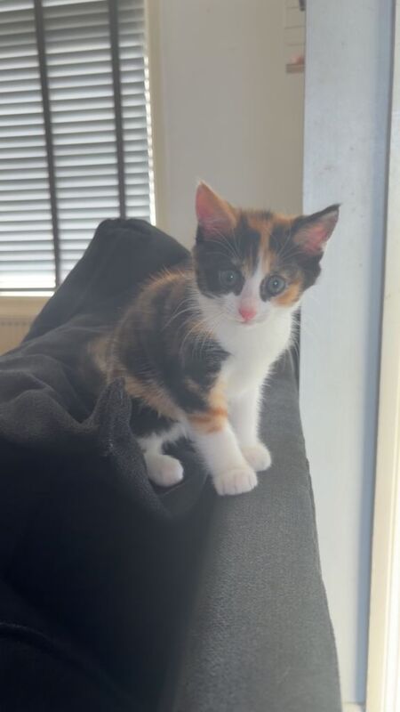 Calico x Maine coon kitten