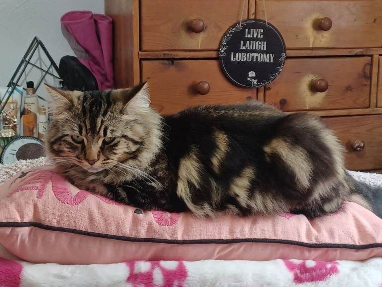 Maine Coon Kittens For Sale Under £300