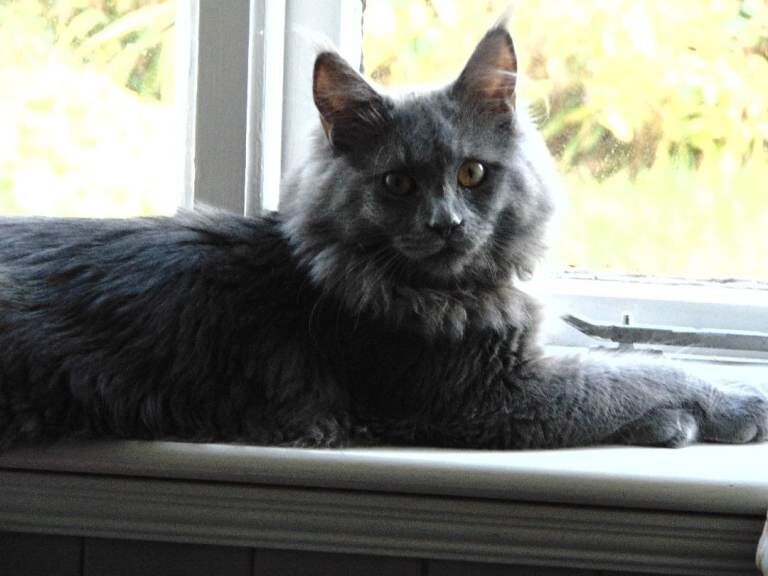 Maine Coon kittens for sale in Coleraine, County Londonderry – 9 months old