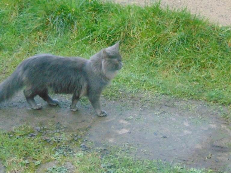 Maine Coon kittens for sale in Coleraine, County Londonderry – 9 months old - Image 2 of 3