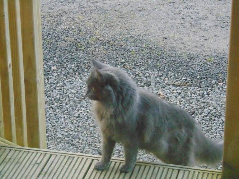 Maine Coon kittens for sale in Coleraine, County Londonderry – 9 months old - Image 3 of 3