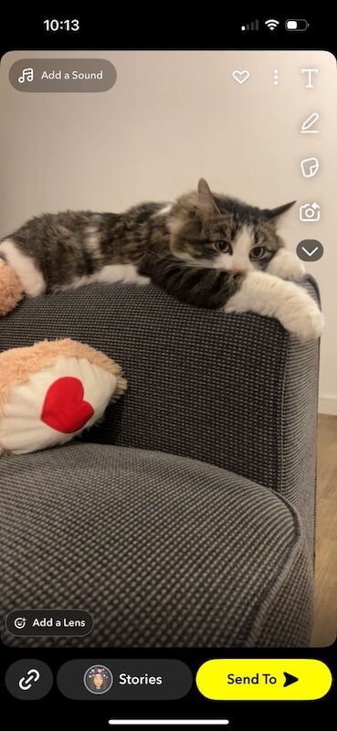 Maine Coon kittens for sale in Barking, Greater London – 4 years old