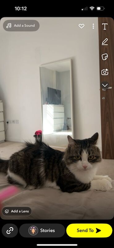 Maine Coon kittens for sale in Barking, Greater London – 4 years old - Image 2 of 3