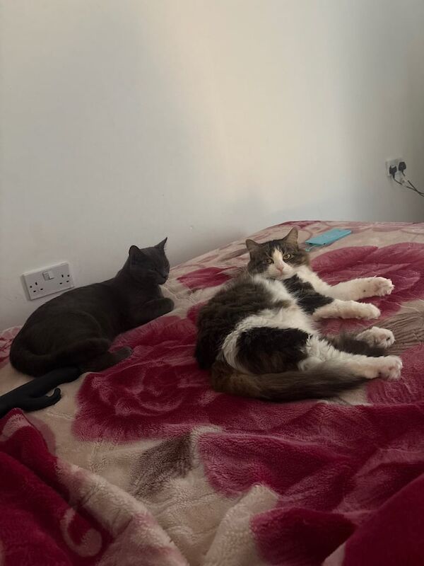 Maine Coon kittens for sale in Barking, Greater London – 4 years old - Image 3 of 3