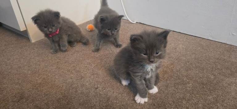 Cats maine coons