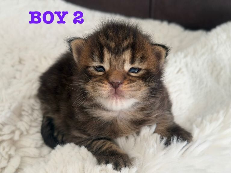 Champion line maine coon kittens