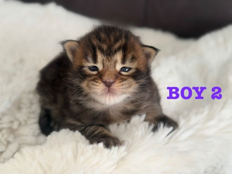 Champion line maine coon kittens - Image 2 of 6