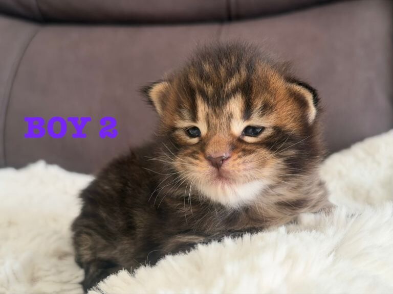 Champion line maine coon kittens - Image 3 of 6