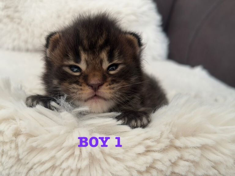 Champion line maine coon kittens - Image 4 of 6