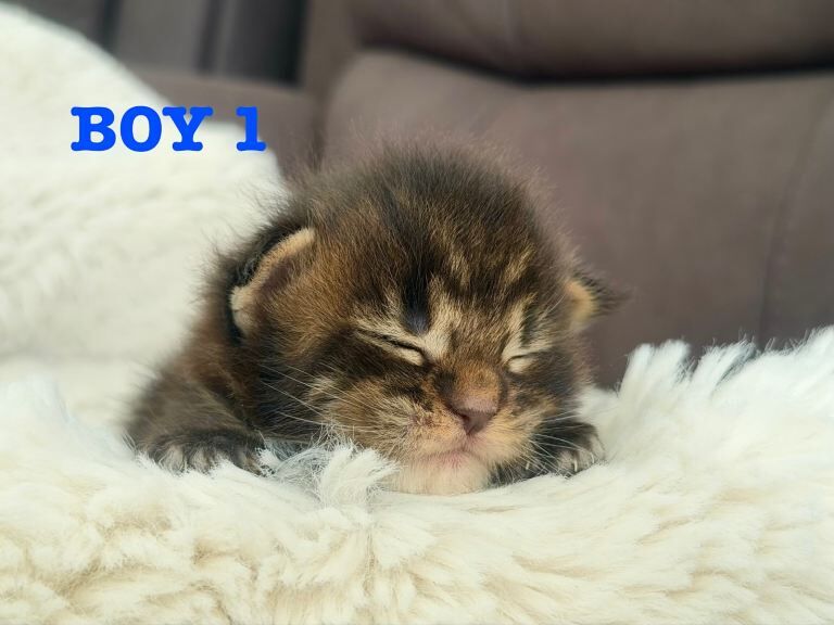 Champion line maine coon kittens - Image 5 of 6