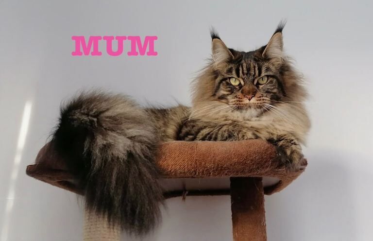Champion line maine coon kittens - Image 6 of 6