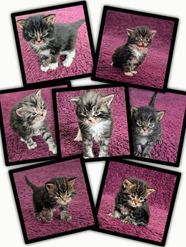 Maine Coon Kittens For Sale