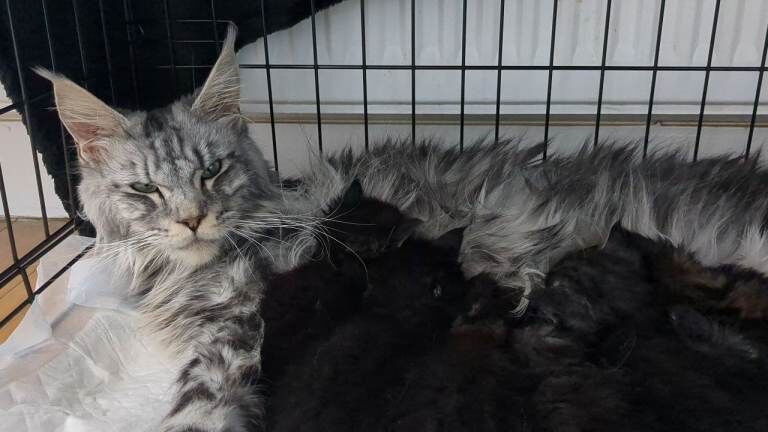 Champion Sired Maine Coon Kittens TICA Registered - Image 2 of 4