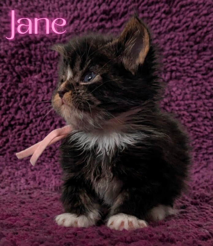 Champion Sired Maine Coon Kittens TICA Registered - Image 3 of 4