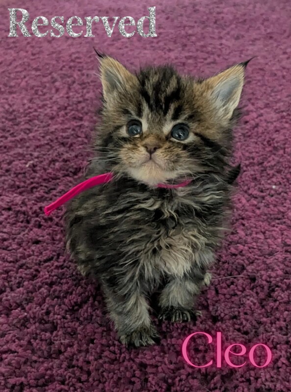 Champion Sired Maine Coon Kittens TICA Registered - Image 4 of 4