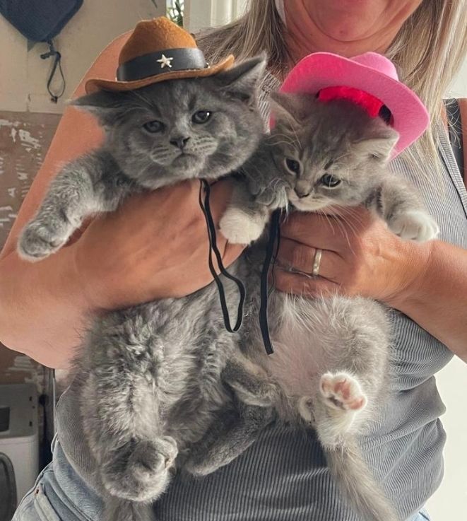 Maine Coon kittens for sale in Bridgend, Aberdeenshire – 9 weeks old