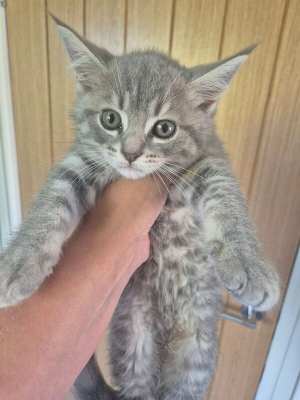 Maine Coon kittens for sale in Bridgend, Aberdeenshire – 9 weeks old - Image 2 of 3
