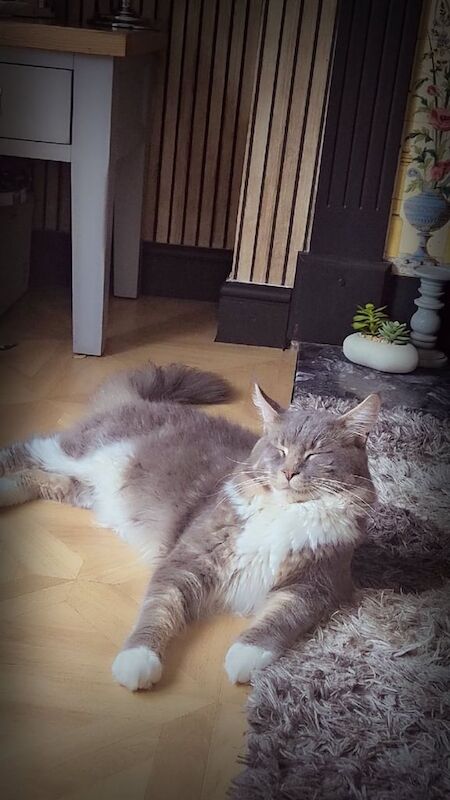 Maine Coon kittens for sale in Bridgend, Aberdeenshire – 9 weeks old - Image 3 of 3