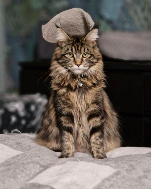 Maine Coon Kittens For Sale Under £300