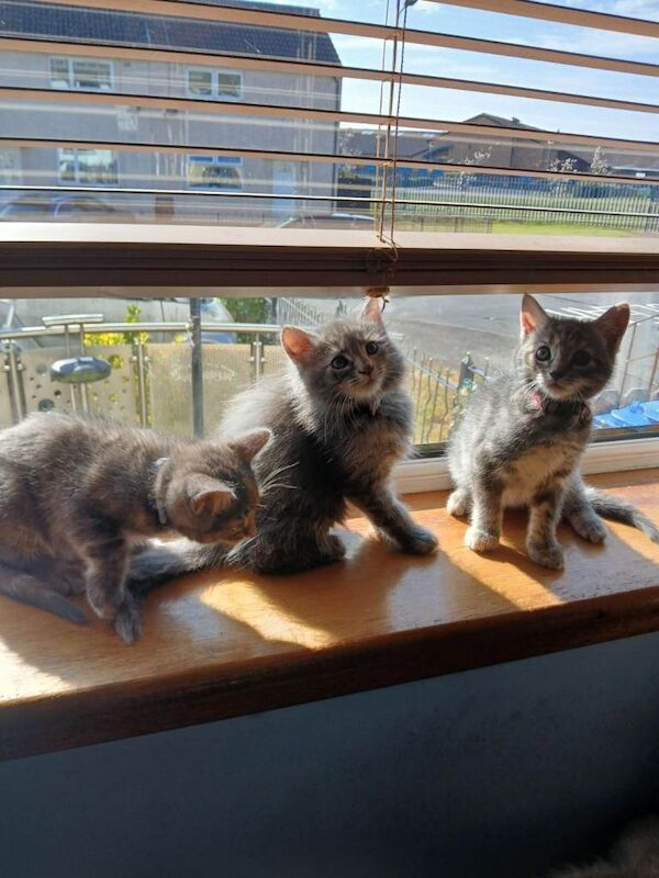 Cross Maine Coon kittens