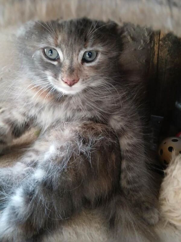 Cross Maine Coon kittens - Image 2 of 4