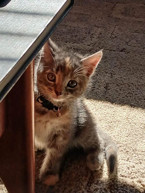Cross Maine Coon kittens - Image 3 of 4