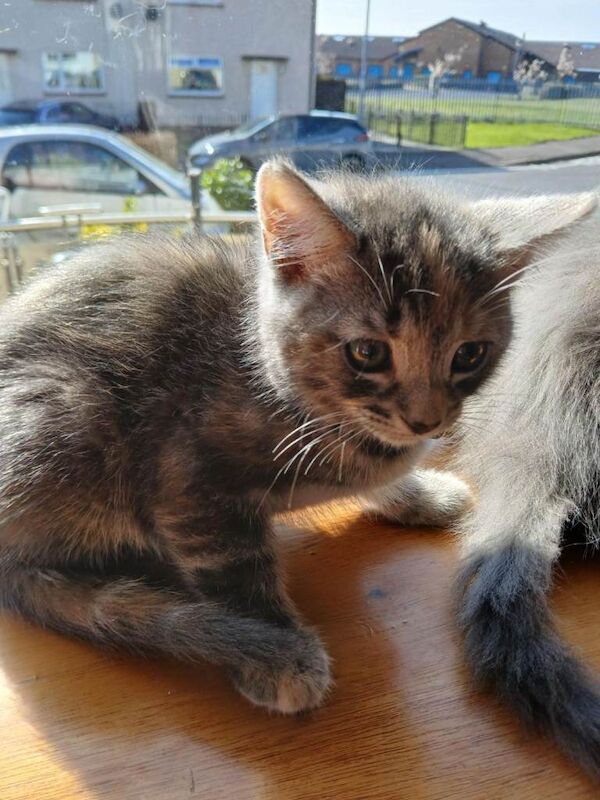 Cross Maine Coon kittens - Image 4 of 4
