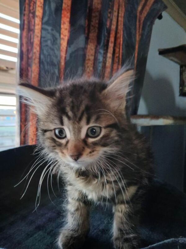 Maine Coon kittens for sale in Saltcoats, Ayrshire and Arran – 3 weeks old