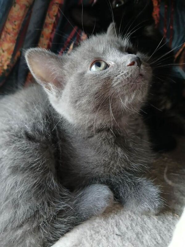 Cross Mainecoon Kittens - Image 2 of 4