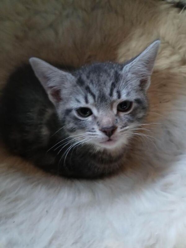 Cross Mainecoon Kittens - Image 3 of 4