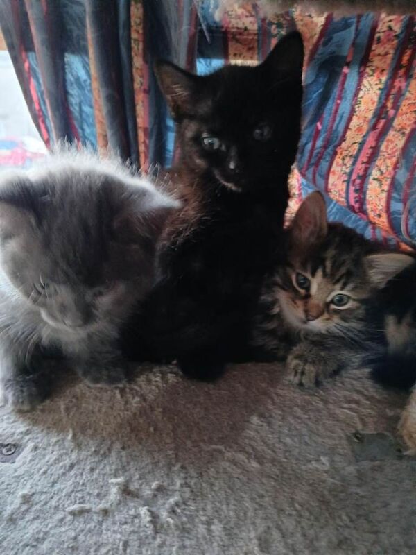 Cross Mainecoon Kittens - Image 4 of 4