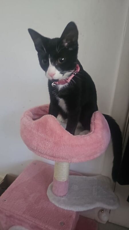 Maine Coon kittens for sale in Croydon, Greater London – 4 months old